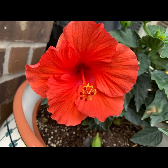 Meet your Posher, BaileyBops - Picture 5 of 6